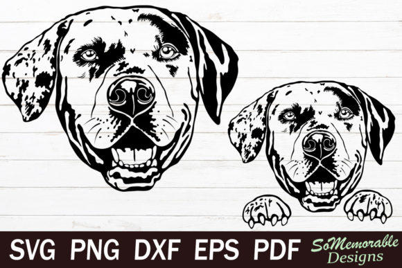 Catahoula Leopard Dog